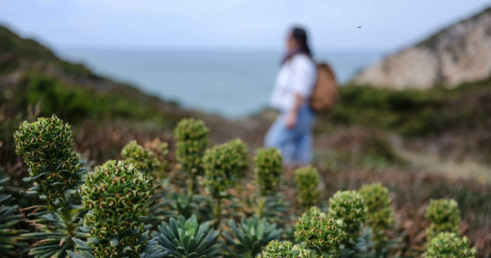 SAVOR TRAILS - footer3